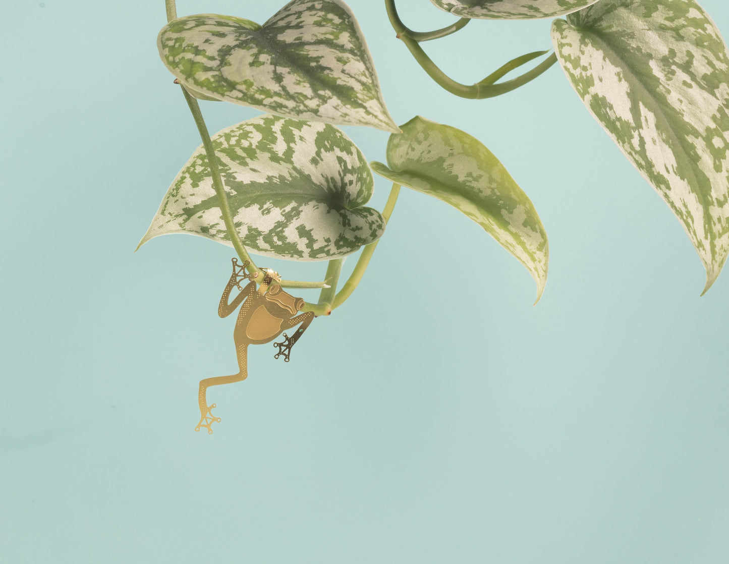 Another Studio Plant Animal - Tree Frog