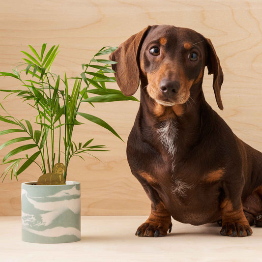 A brown dachshund sitting next to a green plant pot on a wooden surface with a brass plant animal of a dachshund