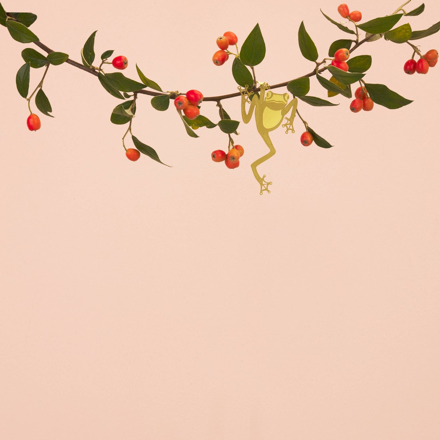 Another Studio Plant Animal - Tree Frog