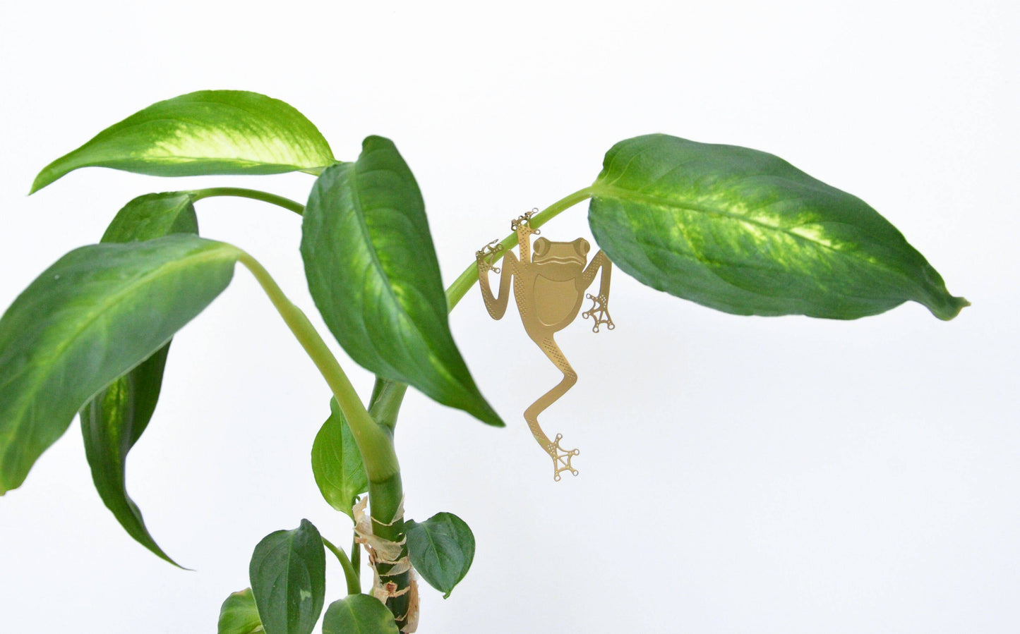 Another Studio Plant Animal - Tree Frog