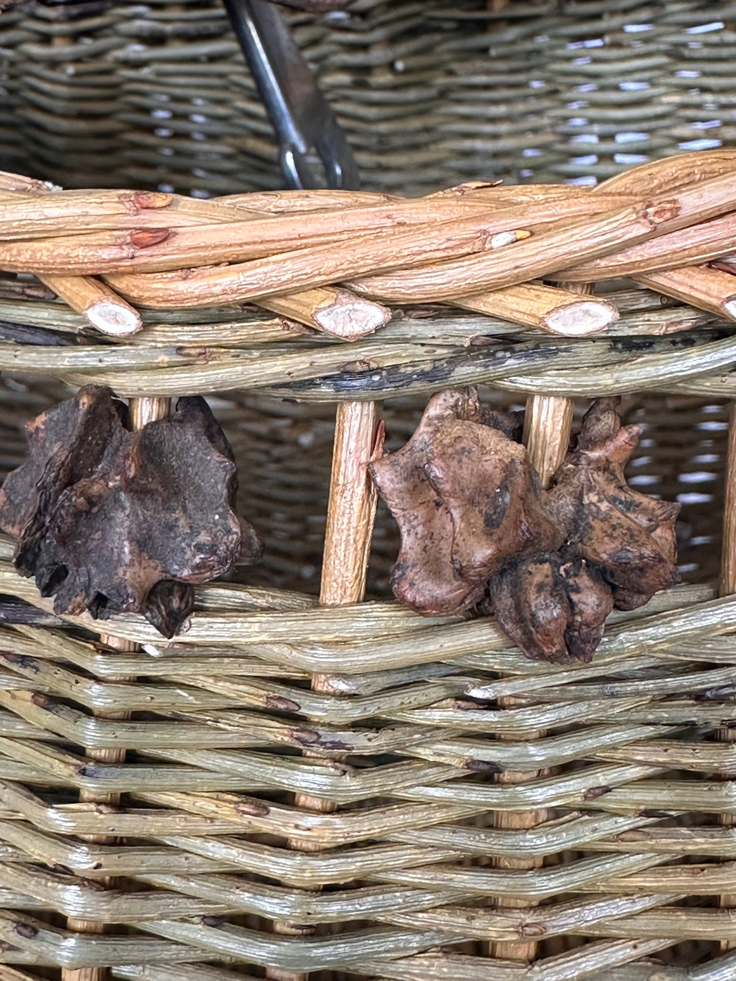 Two dark brown oak galls on a woven basket background