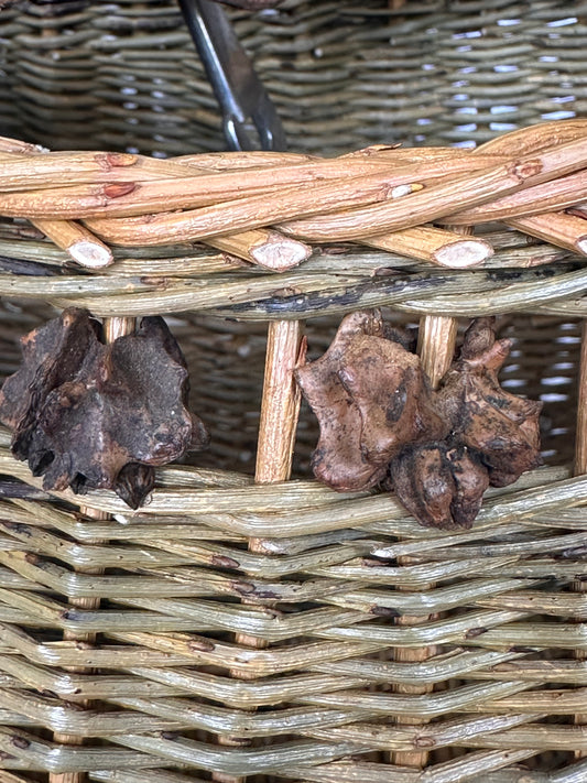 Two dark brown oak galls on a woven basket background